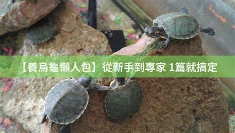 養龜|【養烏龜懶人包】：從新手到專家，1篇就搞定